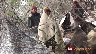 Snowing in sheep farm || Nepal || lajimbudha ||