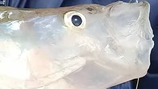 PESCÓ DOS PEJERREY GIGANTES JUNTOS? Y DESPUÉS OTRO TAN GRANDE!!! 1;5 KILOS!!