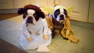 Cute Pets 🐱🐶 Lovely Cats And Dogs Wearing Costumes (Part 2) [Funny Pets]