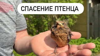 Спасение птенца и еще один день из нашей жизни с малышом 💜