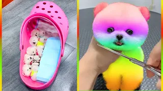 Tik Tok Chó Phốc Sóc Mini 😍 Funny and Cute Pomeranian #421