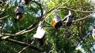 Flying foxes at Sydney Botanic Gardens