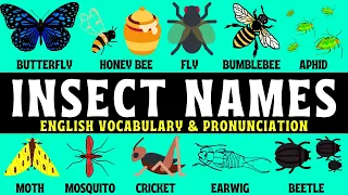 Insect Names in English | English Glossary | Describe Insects with English Adjectives | Examples 🪰