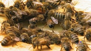 Infected 'zombie bees' discovered on Vancouver Island