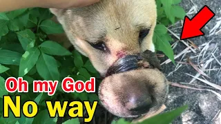 Rescue the abandoned dog with duct tape around its mouth wandering around and unable to eat or drink