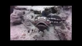 Sarcastic Fringehead Attack and more