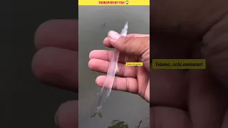 Transparent Fish 🐠| Allah Ki Qudrat😱#shorts #youtubeshorts #islam #islamicvideo #trending #viral