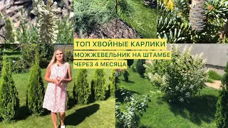 КАК СОЗДАТЬ ХВОЙНУЮ КАРЛИКОВУЮ КЛУМБУ?!🌲 СОРТА/ОШИБКИ/ 🪴МОЖЖЕВЕЛЬНИК НА ШТАМБЕ своими руками 🙌