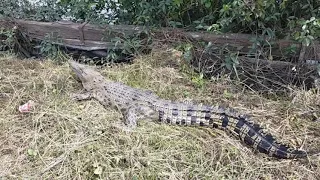 BUAYA SEKARANG ENGGA TAKUT SAMA MANUSIA🤦🤦