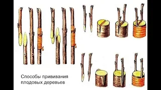 ПРИВИВКА ПЛОДОВЫХ ч.2. ВИДЫ И ПРИМЕНЕНИЕ