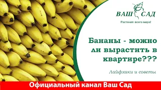 Сложно ли вырастить банан в квартире? Почему банан не плодоносит? Ваш сад