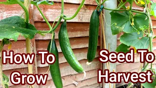 When & How To : Grow Cucumber Plants From Seeds To Harvest