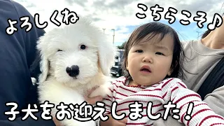 【ようこそ！】オールドイングリッシュシープドッグの子犬をお迎えしました♪｜グレートピレニーズ