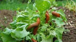 Snails lay eggs in September! Here's how to recognize and combat them!