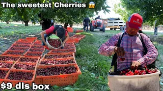 IMPRESIONANTE 😱 COSECHA DE CEREZA EN STOCKTON CÁ 🤑WONDERFUL CHERRY HARVEST