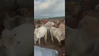 Cows