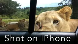 Lion opens Car Door Shot on IPhone Meme