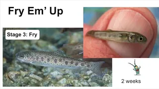 Living Life as a Rainbow Trout - How Trout Grow