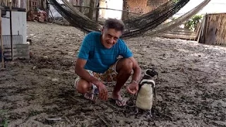 Patagonian Penguin Finds Second Home in Brazil