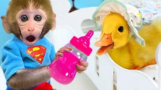 Five Little Ducks + Bingo | Nursery Rhymes & Kids Songs | Bon Bon Monkey Baby Songs