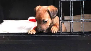 Rescue Tiny Puppy Malnutrition Abandoned By The Roadside In Rain No One Saving