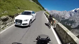 Stelvio Animals