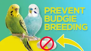 how to prevent budgies from breeding
