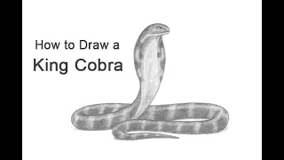 How to Draw a Snake (King Cobra)