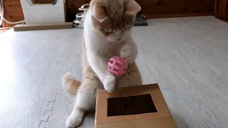 Cat struggling to get a ball out of a box | Funny Cat Video