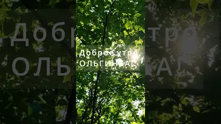 #Shorts 13 июня 2021/ Ольгинка/ Утро в лесу. Погода