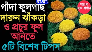 গাঁদা ফুলগাছ দারুন ঝাঁকড়া করে প্রচুর ফুল আনতে ৫টি সিক্রেট টিপস! 5tips for huge flowering of Marigold