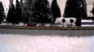 Cow gets hit by high speed train