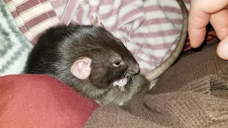 Bogo the rat grooming session at Rodent Country