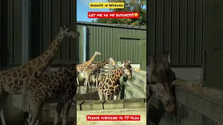 Rothschild's Giraffe in Safari #woburn #safari #giraffe #animalshorts #fun #animals