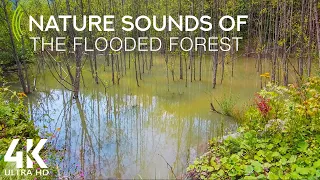 8 HOURS of Calming Water Sounds, Birds Songs and other Nature Sounds - 4K Flooded Forest in Ukraine