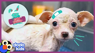 All Better Pippa — Pup Without Fur Is Feeling Like A Dog Again | Animal Videos For Kids | Dodo Kids