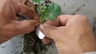 Watermelon Grafting Demo.avi