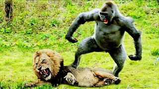 Lions Hunt Baby Gorilla, Herd Gorilla Panic Carry Baby On His Back Run Away, Baboon vs Wild Dogs!!