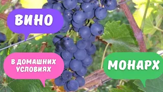 Вино из винограда Монарх (Немецкой селекции) в домашних условиях.