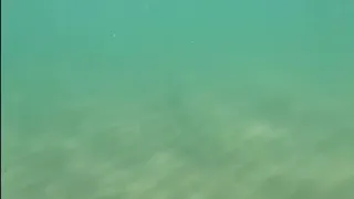 Подводная съемка в средиземном  море .