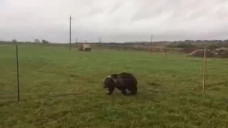Электропастух OLLI для медведя