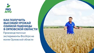 Как получить высокий урожай озимой пшеницы.Производственные эксперименты ФосАгро в Орловской области