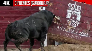 💥 TOROS IMPRESIONANTES EN CIFUENTES (GUADALAJARA) Certamen de recortes / LA CARDENILLA & MONTECILLO