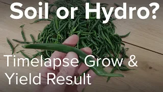 Soil Vs Hydro Yield Result and Timelapse Video