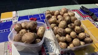 The first earlies are coming out! Our second attempt to harvest our  potatoes....will there be any?