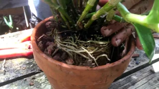 How To: Repot a Dendrobium nobile orchid