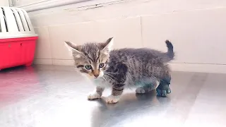 The doctor saved a poor kitten's leg that was about to be amputated