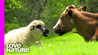 This Happy Ram Loves To Be The King Of The Cattle | Oddest Animal Friendship | Love Nature