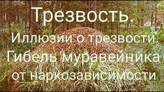 Трезвость и выздоровление. Иллюзии о трезвости. Наркозависимые насекомые.