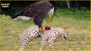 The Giant Eagle Launched A Dangerous Move That Made The Leopard Fall, What Happened? | Animal World